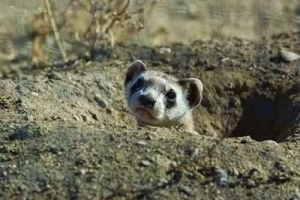 Výběr vzácných a malých zvířat Výběr vzácných a malých zvířat