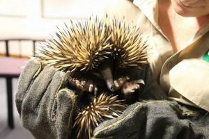 Únosci echidna piggi odpoví na soud pro skutek Únosci echidna piggi odpoví na soud pro skutek