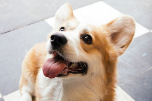 Plemeno psi cuggy - funkce, péče, fotografie Plemeno psi cuggy - funkce, péče, fotografie