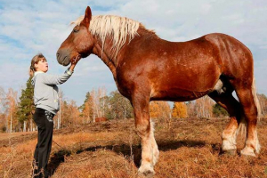Koně-těžká plemena - charakteristika