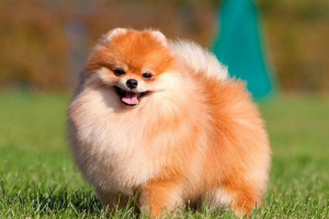 Pomeranian spitz