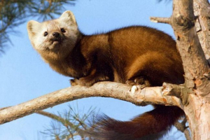 Hasiči z kemerovo odstraněny z sable strom