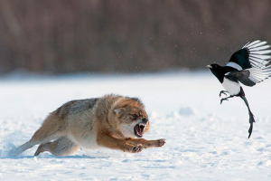 Příklady výkonových obvodů v různých lesích