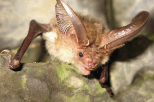 Červená kniha území khabarovsk