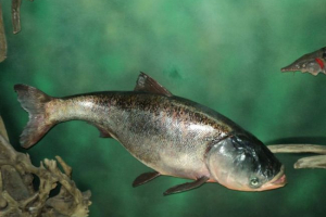 Fisher fish Fisher fish