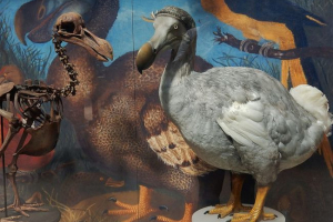 Pták dodo Pták dodo