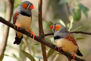 Amadins ptáků Amadins ptáků