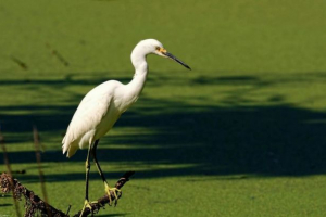 Ptáci bažina Ptáci bažina
