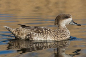 Ptáci rudé knihy kazachstánu