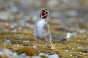 Ptáci v tundře Ptáci v tundře