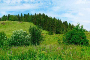 Vzácné rostliny a houby od červené knihy území perm - seznam, vlastnosti a fotky Vzácné rostliny a houby od červené knihy území perm - seznam, vlastnosti a fotky