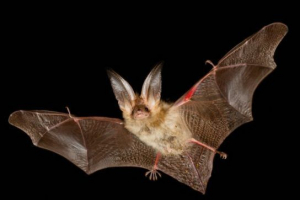 Red book of smolensk region Red book of smolensk region