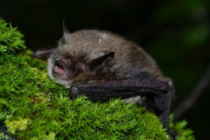 Red book of irkutsk region Red book of irkutsk region