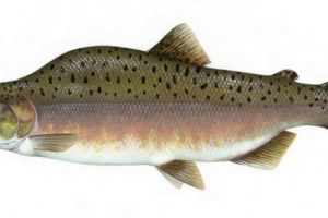 Gorbow ryby: druhy, popis, foto