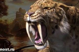 Saber-toothed tiger. Popis, vlastnosti a stanoviště šavle-ozubených tygrů Saber-toothed tiger. Popis, vlastnosti a stanoviště šavle-ozubených tygrů
