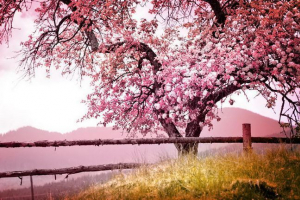 Sakura Sakura