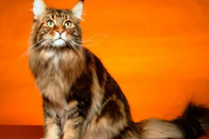 Maine coon Maine coon