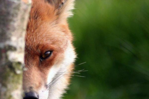 Nejkrásnější zvířata (zvířata podvodníci)