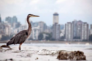 Nejběžnější zástupci měst světa zvířat Nejběžnější zástupci měst světa zvířat