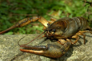 Širokooký rakovina řeky