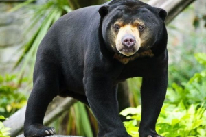 Šokující video z hladovějících medvědů v zoo indonésie Šokující video z hladovějících medvědů v zoo indonésie