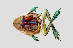 Systémy varhanoven zvířat