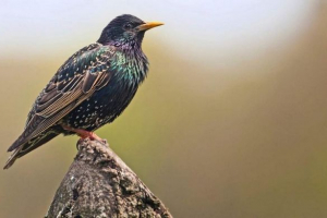 Skvorts sedí na antidepresivech: ovlivňuje farmaceutika divoká zvířata?