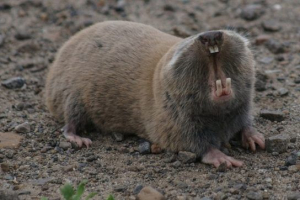 Červená kniha dagestanské republiky Červená kniha dagestanské republiky