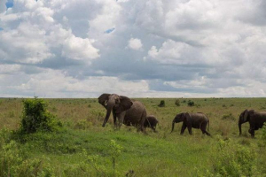 Slon se hádal s buvolí v africké rezervě Slon se hádal s buvolí v africké rezervě