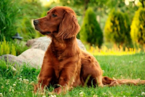 Obsah irského setteru doma