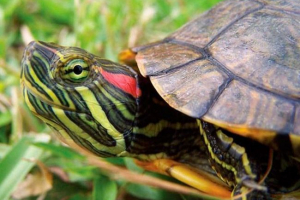 Obsah červené želvy