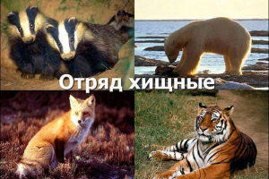 Seznam oddělených zvířat Seznam oddělených zvířat