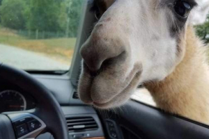 Stádo velbloudů poškodilo auto