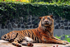 Sumatran tiger - pruhovaný endemický ostrov sumatra Sumatran tiger - pruhovaný endemický ostrov sumatra