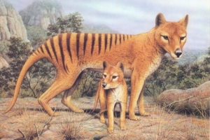 Letní vlk (tilacin)