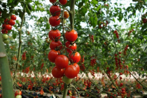 Cherry rajčata Cherry rajčata