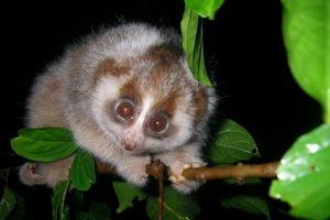 Tenký laurie a jeho životní funkce Tenký laurie a jeho životní funkce