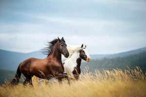 Top 10 nejkrásnějších plemen koní