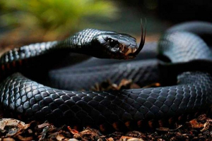 Top 7 nejnebezpečnější hadi světa