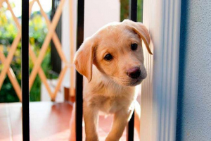 Top 9 produktů zakázaných pro štěně labrador Top 9 produktů zakázaných pro štěně labrador
