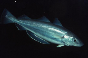 Code fish - seznam s výhledem a fotky