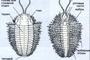 Trilobites