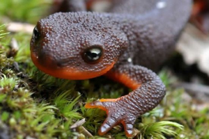 Tritons akvárium - rysy péče