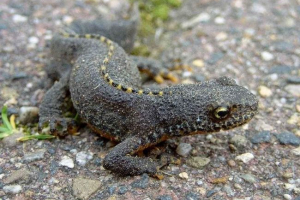 Tritons. Typy, obsah tritonů doma