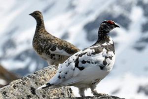 Tundrica partridge - nomadický pták Tundrica partridge - nomadický pták