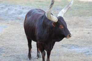 Prohlídka - zničený předek evropské hospodářských zvířat