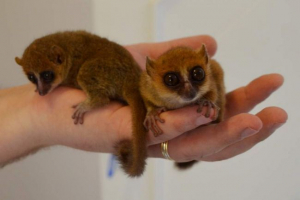 Vědci prokázali, že trpasličí lemury nejsou vůbec bojí lidí Vědci prokázali, že trpasličí lemury nejsou vůbec bojí lidí