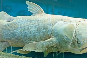 Vědci: starověké předkové latimeriy dýchat světlo