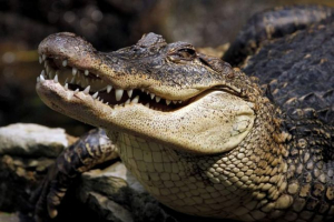 Vědci: krokodýli komunikují s ostatními zpěvem Vědci: krokodýli komunikují s ostatními zpěvem