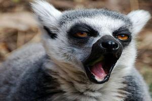 Vědci: lemurs zívání kvůli vzrušení